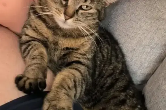Chat perdu, Lannoy, photo: Chat disparu Fille, Lannoy (fl594331)