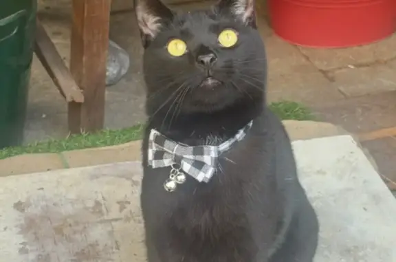 Missing cat Male, Lambeth (ul488500) - photo