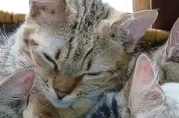 Chat disparu Garçon, Paris (fl594332) - photo