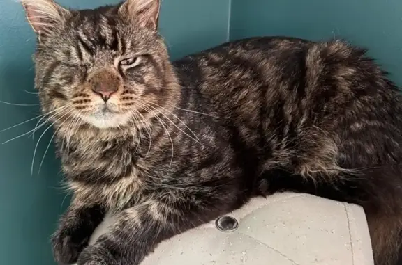Chat disparu Garçon, Paris (fl594333) - photo