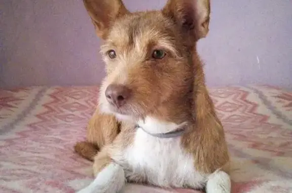 Perro perdido Hembra, Pozuelo de Alarcon (sl496191) - photo