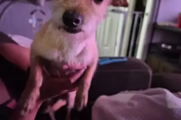 Missing dog Male, Midland (usl538891) - photo