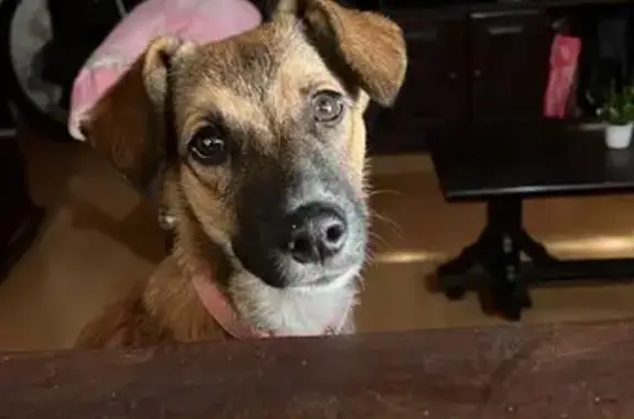 Cachorro perdido Fêmea (brl002892) - photo