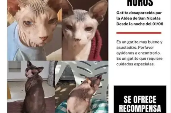 Gatito perdido desde la noche del domingo 01/06 en la Aldea de San Nicolás. Parece que alguien debe de tenerlo ya que buscamos por todas partes media hora después de desaparecer y ni rastro. Por favor ayudamos a difundirlo lo máximo posible por si alguien lo tiene que pueda volver a su hogar. Es un gatito que requiere muchos cuidados. Se ofrece recompensa.