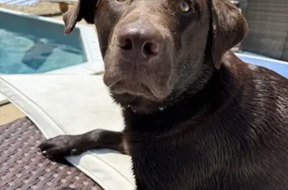 Missing dog Male, Rockville (usl538906) - photo