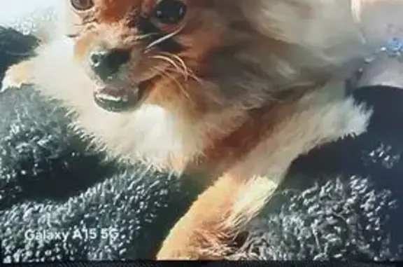 Missing dog Female, Miami Gardens (usl538915) - photo