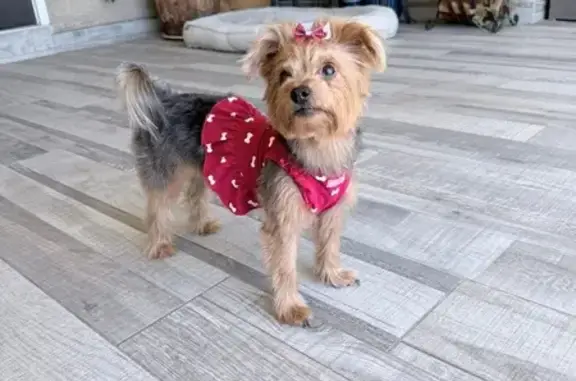 Missing dog Female, Paradise (usl538922) - photo