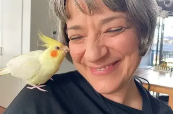 Lost pets Cumberland Council, photo: Lost bird Male, Cumberland Council (al496468)