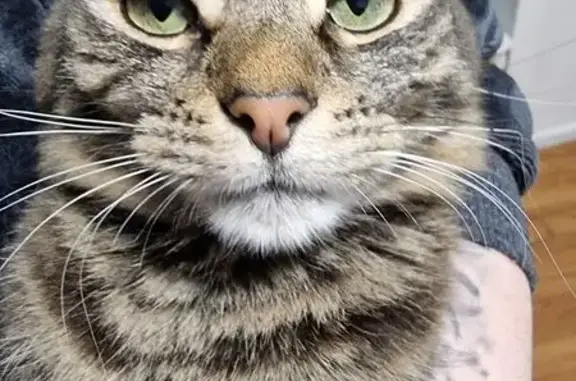 Missing cat Male, Raworth (al4...
