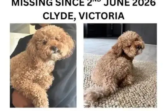 Lost pets Devon Meadows, photo: Missing dog Male, Devon Meadows (al496471)