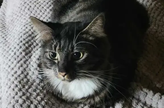 Missing cat Male, Tailem Bend (al496473) - photo