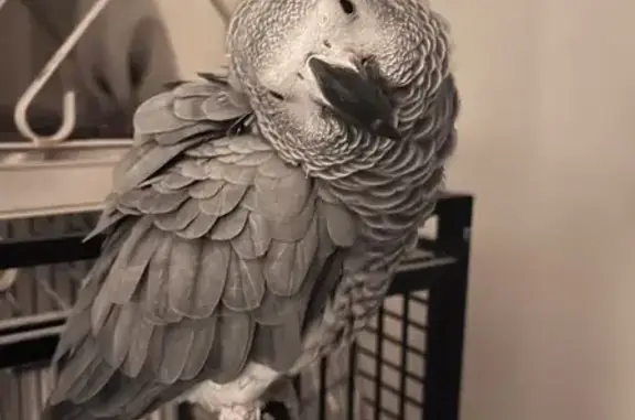 Animaux perdus Saint-Hilaire-de-Riez, photo: Oiseau perdu Fille, Saint-Hilaire-de-Riez (fl594348)