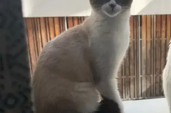 Chat perdu, Bègles, photo: Chat perdu femelle, Allée des Terres Neuves, 8, Bègles - beige avec museau noir