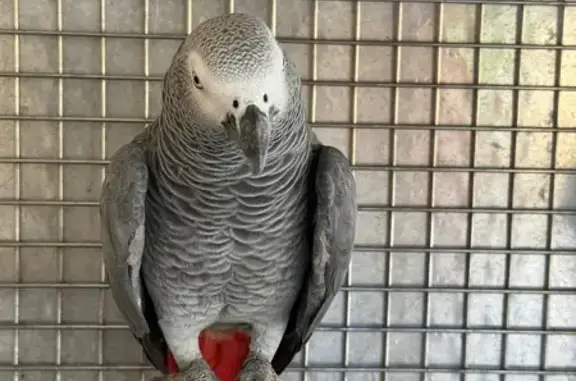 Lost pets Kingsford, photo: Lost bird, Holt Street, 2, Inner West Council, Kingsford - female - distinct red tail