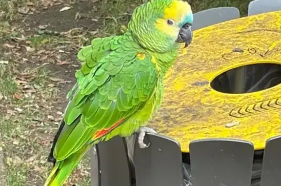Animaux trouvés Bagnolet, photo: Trouvée oiseau, Au parc des Guilands, Bagnolet
