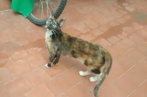 Encontrado gato, Calle Rodrigo...