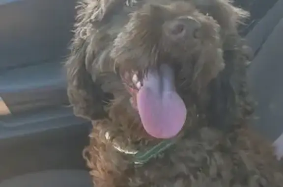 Lost dog, Jackson Street Southeast, 88, Atlanta - female cockapoo Chai - photo
