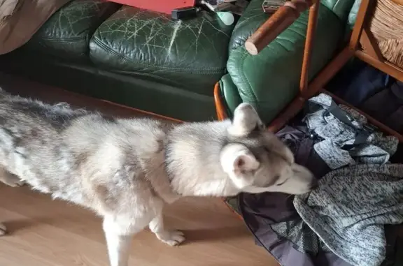 Animaux trouvés Plabennec, photo: Trouvé chien femelle, Rue Jean Baptiste Racine, 7, Plabennec
