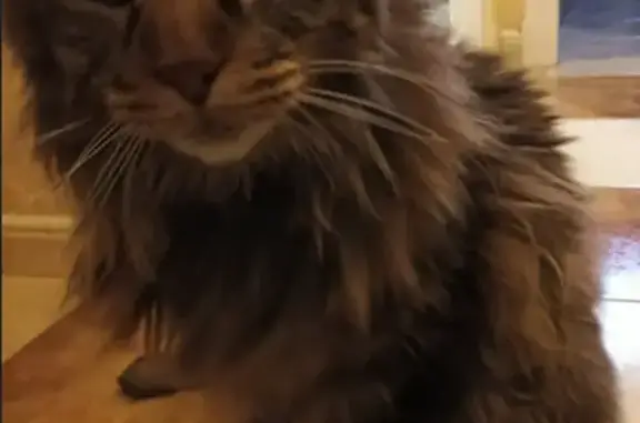 Animaux perdus Noisy-le-Grand, photo: Chat perdu mâle, Rue des Abeilles, 2, Noisy-le-Grand - boite et queue cassée
