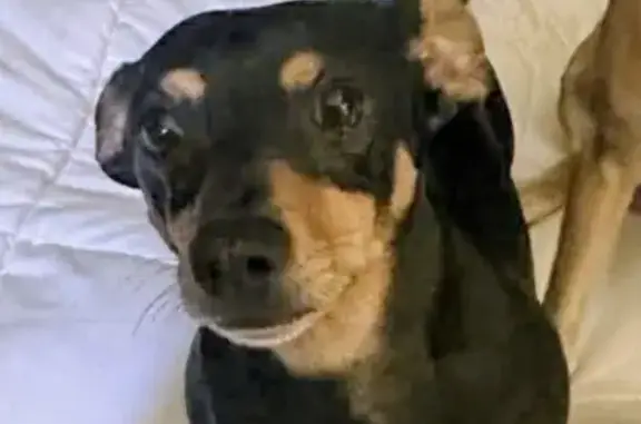 Lost dog, Strafford - 5 years old, skittish around new people - photo