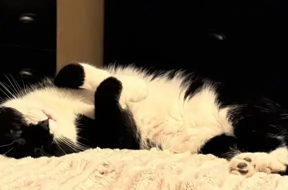 Missing cat Rapid City, photo: Lost cat, male, Elkhorn Lane, 4148, Rapid City - black and white tuxedo, split tip on right ear