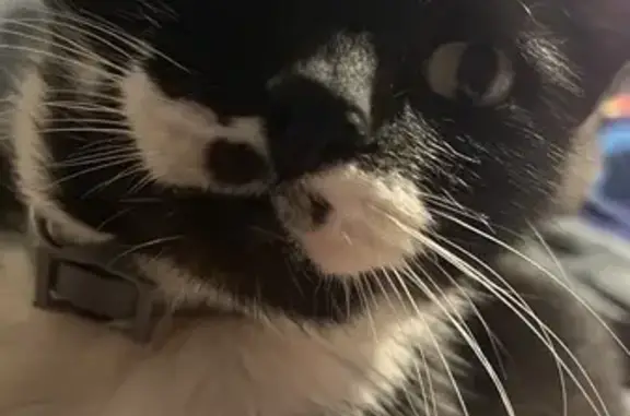 Lost cat, Cardinal Drive, 47, Falmouth - male, white moustache with two black spots - photo