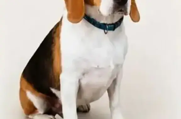 Perdido cachorro fêmea, Rua Pe...