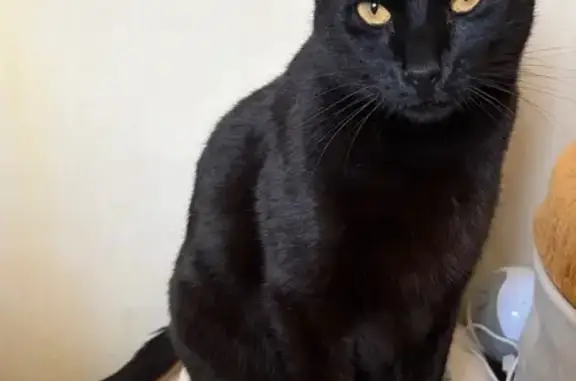 Animaux trouvés Montélimar, photo: Chat trouvé mâle, Rue Simone Signoret, Valence, Montélimar — grand chat noir aux yeux jaune-vert