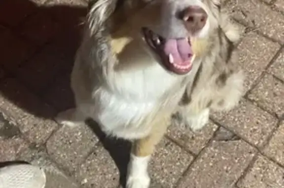 Lost and found pets Rosemount, photo: Found dog, France Avenue South, 4940, Rosemount - female, brown, white, and tan speckled coat, blue eyes
