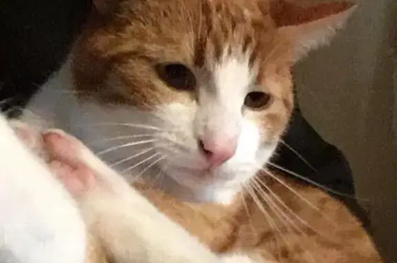Animaux perdus Ploeren, photo: Chat perdu mâle, Route de Beg er Lann, Ploeren - tigré roux et blanc