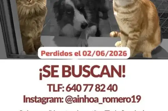 Perdidos gatos hembra, Molina de Segura — están pelados y asustados - photo