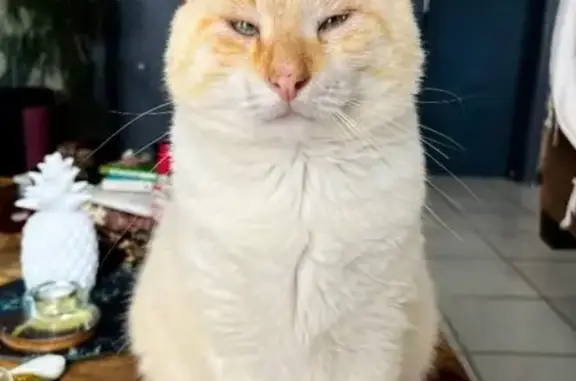 Chat perdu, Guidel-Plage, photo: Chat perdu mâle, Impasse Andre Turcat, 7, Guidel-Plage - couleur crème, puce/tatouage P