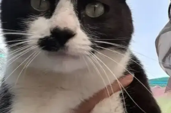Perdido gato macho, Calle Lice...