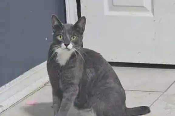 Lost cat, Batten Boulevard, Pensacola - male with a bob tail - photo