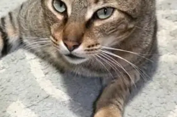 Perdido gato macho, Autopista del Mediterráneo, Estepona - castrado, sin chip - photo