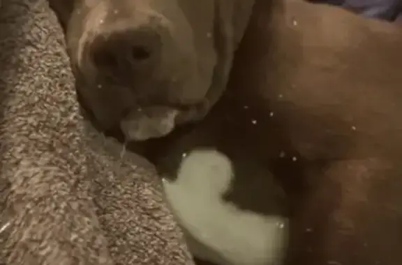 Lost dog, Old Hickory Road, 4000, Lancaster - male, grey pit puppy with white chest markings - photo