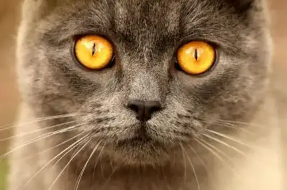 Chat perdu mâle, Route du Reche, 64, Noaillan - gris tigré, craintif - photo