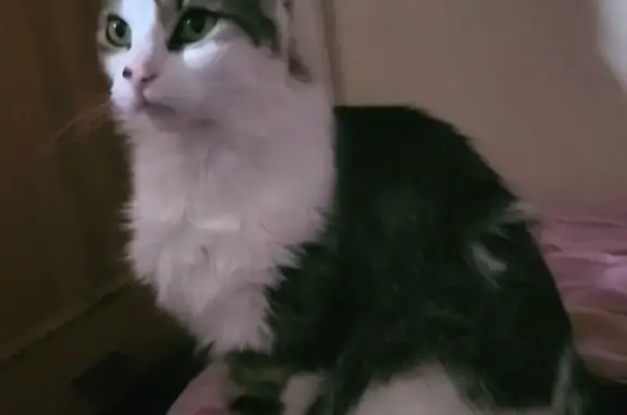 Lost cat, Tyseley, Birmingham, UK, Nuneaton - shy female cat with green eyes - photo