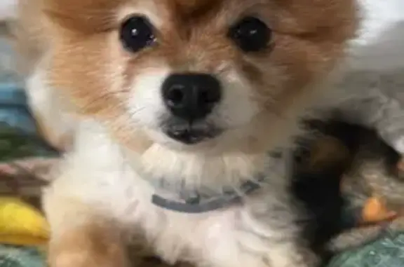 Lost dog, Foal CCt, 57, Melbourne — female Pomeranian, golden-coloured - photo