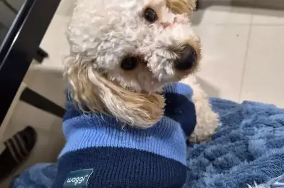 Lost dog, Melbourne - male Toy Poodle, small, wearing a blue sweater - photo