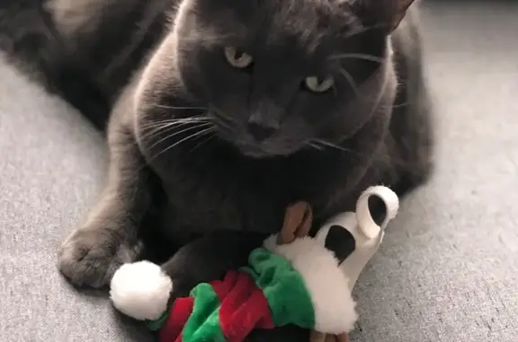 Lost cat, East Street, 14, Doylestown - male, Russian blue with gray medium fur and a white belly patch - photo