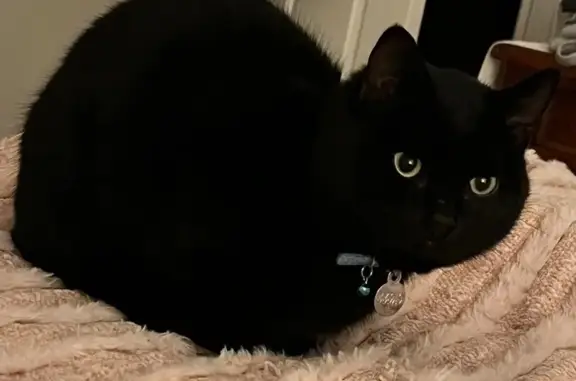 Missing cat Male, Melbourne (al496481) - photo