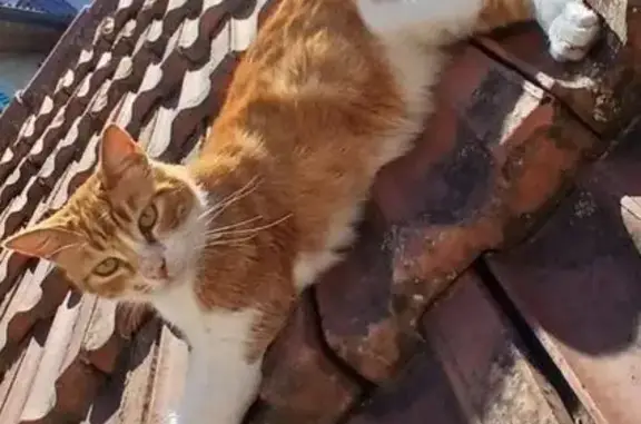 Chat perdu, Bandol, photo: Chat perdu, Avenue Marcel Dassault, La Seyne-sur-Mer, Bandol - mâle roux et blanc castré et tatoué
