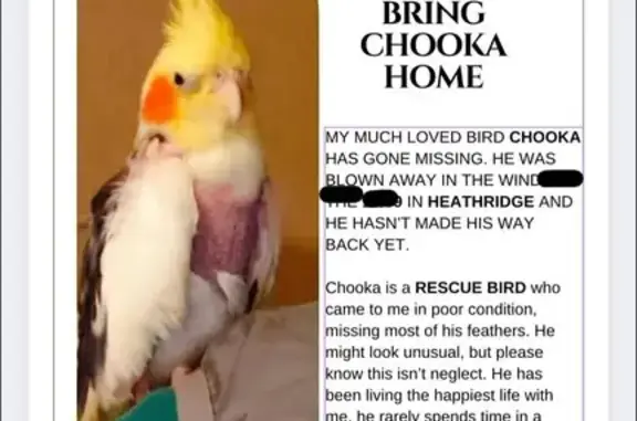 Lost bird, Caridean Street, 172, Wanneroo - male, red cheeks - photo