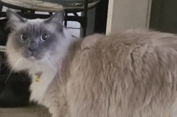 Lost pets Ryde, photo: Lost cat, Epping Road, 51, City of Parramatta Council, Ryde - female with a pink collar and bell