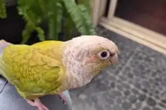 Lost pets Adelaide, photo: Lost bird, Adelaide (al496485)