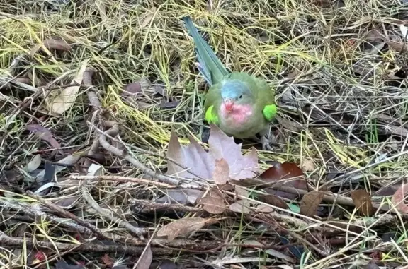 Found bird, West Torrens, Adel...