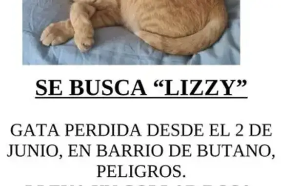 Perdido gato hembra, Calle Mulhacén, 35, Peligros, Granada - lleva collar rosa y negro - photo