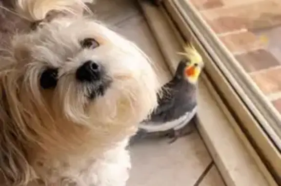 Lost bird, Dacre Street, 4, Randwick City Council, Coogee - 14-year-old cockatiel Bee - photo