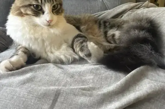 Lost pets Bayswater, photo: Lost cat, Bohemia Place, 8, Bayswater - 2 yrs, microchipped, desexed